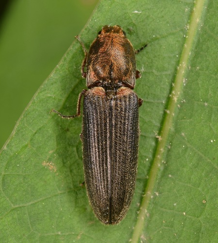 How to identify Limonius auripilis (Say, 1823)