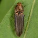 Limonius auripilis - Photo (c) skitterbug, some rights reserved (CC BY), uploaded by skitterbug