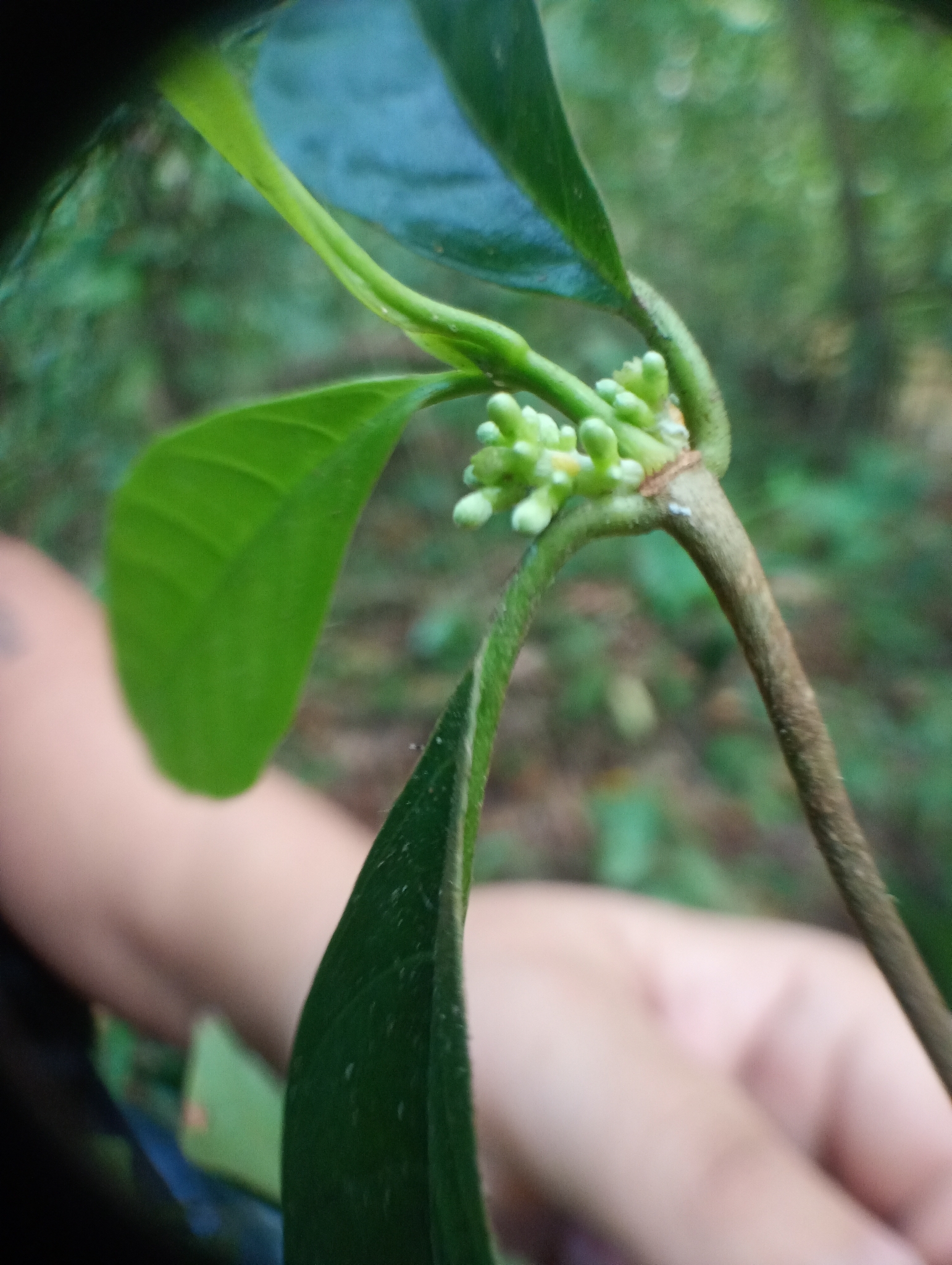 Malanea glabra