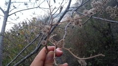 Heliocarpus