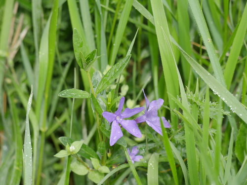 Herbaceous Periwinkle