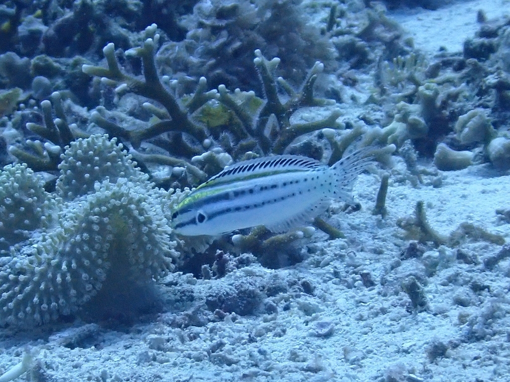 Black-banded Blenny