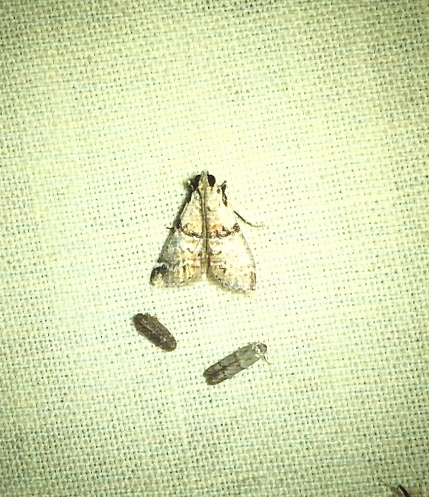 Watson's Tallula Moth