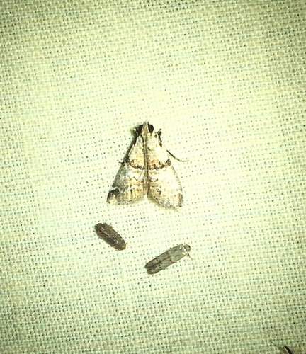 Watson's Tallula Moth