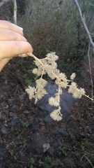 Heliocarpus