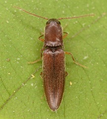 Agriotes oblongicollis