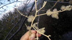 Heliocarpus