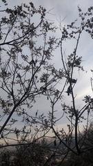Heliocarpus
