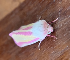 Heliothis galatheae