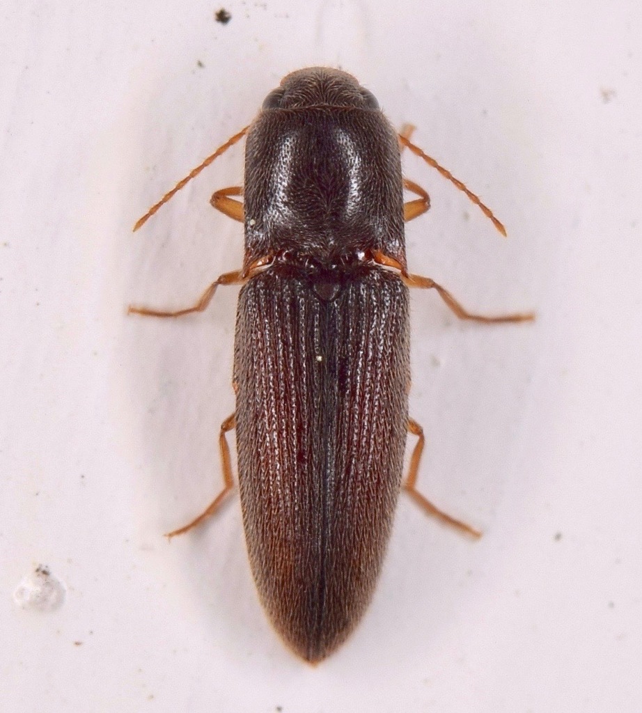 Glyphonyx bimarginatus