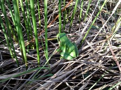 Hyla molleri