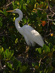 Ardea alba melanorhynchos