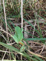 Hyla molleri