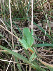 Hyla molleri