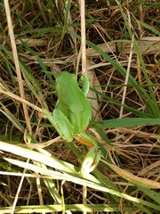 Hyla molleri