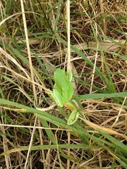 Hyla molleri