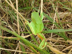 Hyla molleri