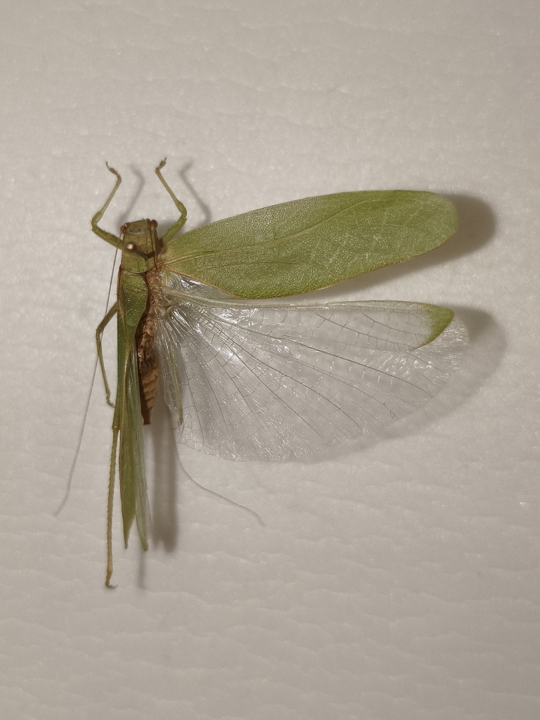 Eurycorypha brevicollis