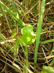 Hyla molleri