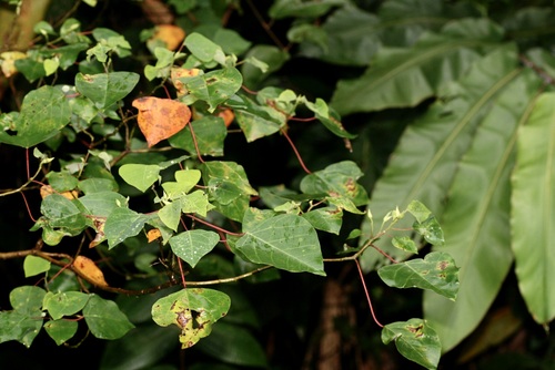 Homalanthus populneus, photograph 3
