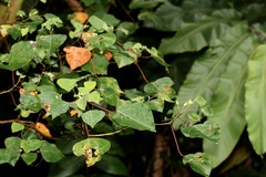 Homalanthus populneus, photograph (c) Dr. Alexey Yakovlev, some rights reserved (CC BY)