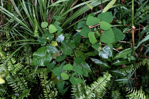 Homalanthus populneus, photograph 4