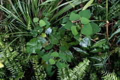 Homalanthus populneus, photograph (c) Dr. Alexey Yakovlev, some rights reserved (CC BY)