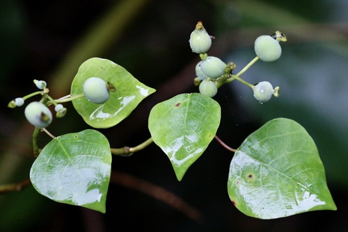 Homalanthus populneus, photograph 1