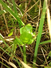 Hyla molleri