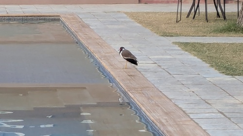 White-necked Red-wattled Lapwing
