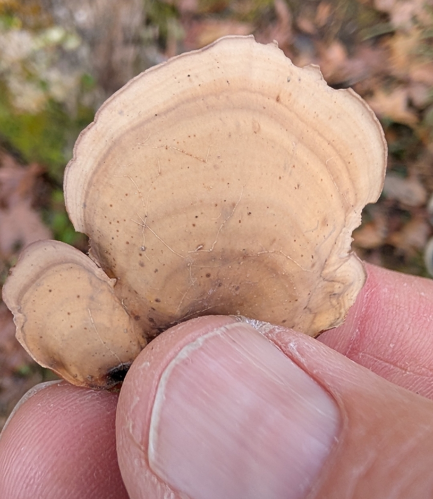 Stereum lobatum · November 2025 · photo: © deslinger (iNaturalist, cc-by)