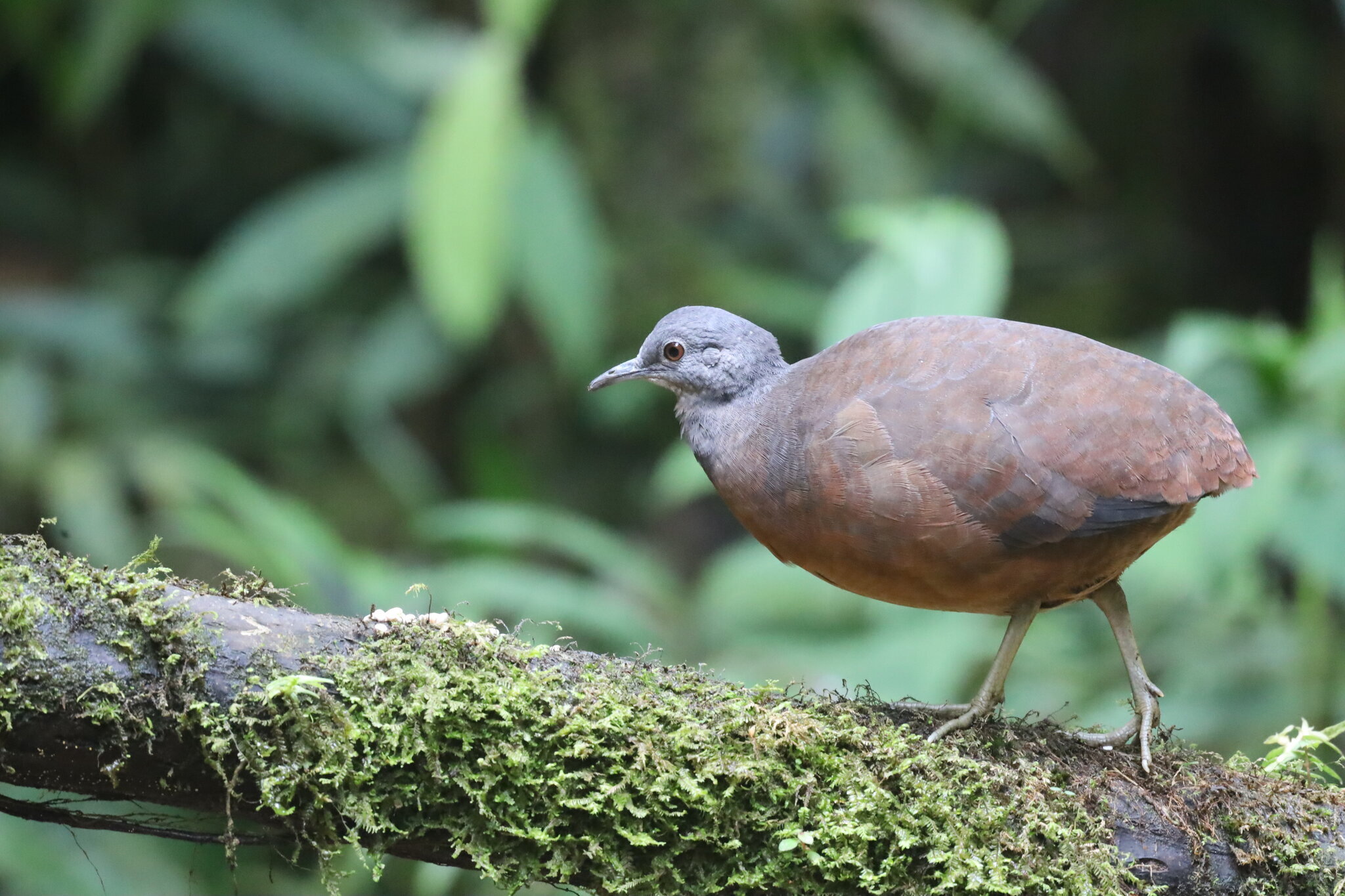 Little Tinamou (Crypturellus soui), photo 7