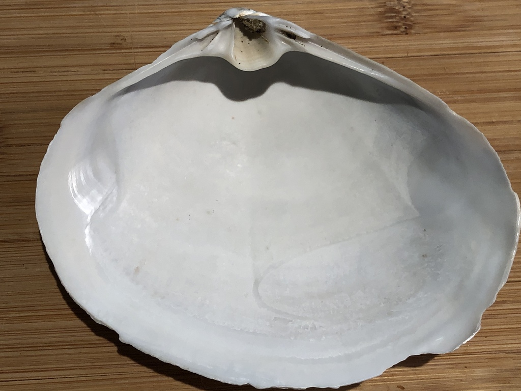 dish surfclam