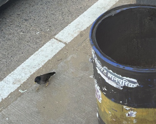 Common Myna