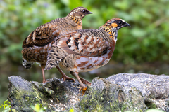 Sichuan Partridge photo 2