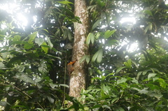 Saguinus tripartitus