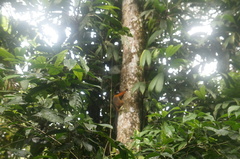 Saguinus tripartitus