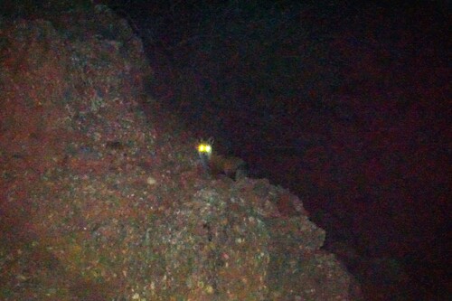 Red Fox