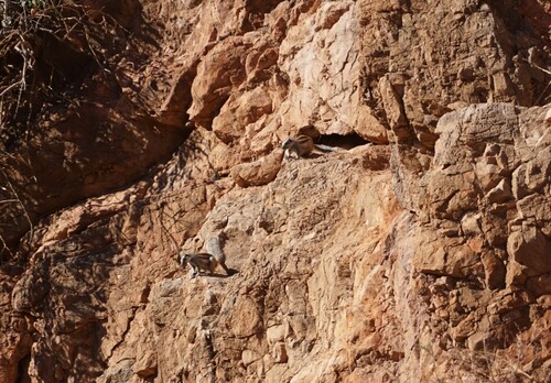 Barbary Ground Squirrel