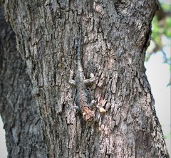 Tropidurus spinulosus