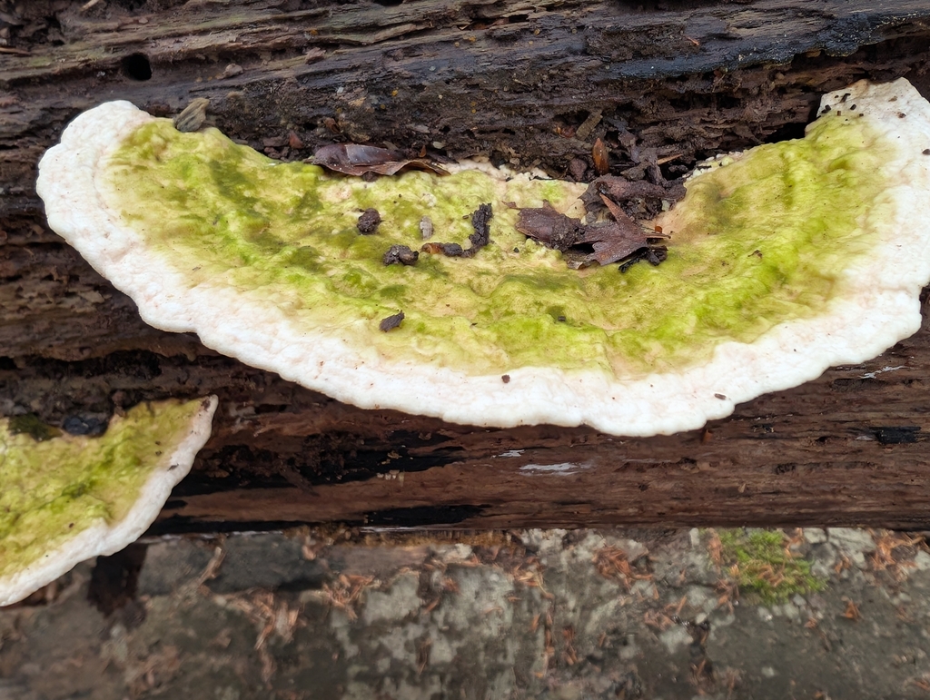 Trametes gibbosa · November 2025 · photo: © morten66 (iNaturalist, cc0)