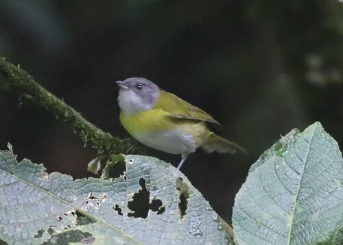 Ashy-throated Chlorospingus (Chlorospingus canigularis), photo 1