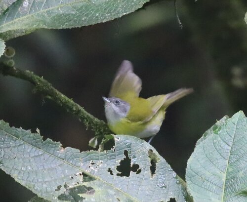 Ashy-throated Chlorospingus (Chlorospingus canigularis), photo 9