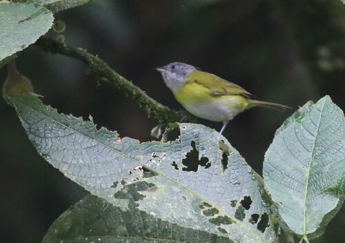 Ashy-throated Chlorospingus (Chlorospingus canigularis), photo 2