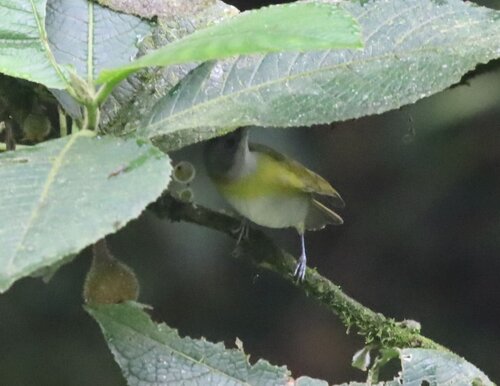Ashy-throated Chlorospingus (Chlorospingus canigularis), photo 10