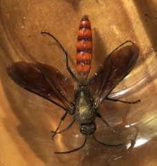 Elaphroptera scoliaeformis