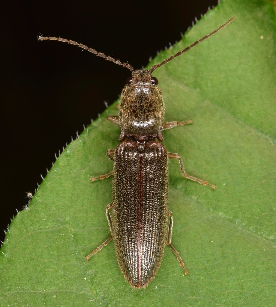 Brightwell's Click Beetle