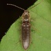 Athous brightwelli - Photo (c) skitterbug, algunos derechos reservados (CC BY), subido por skitterbug