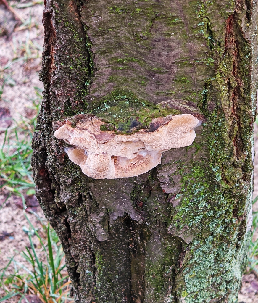 Phellinus pomaceus · November 2025 · photo: © p_andrey (iNaturalist, cc-by-nc)