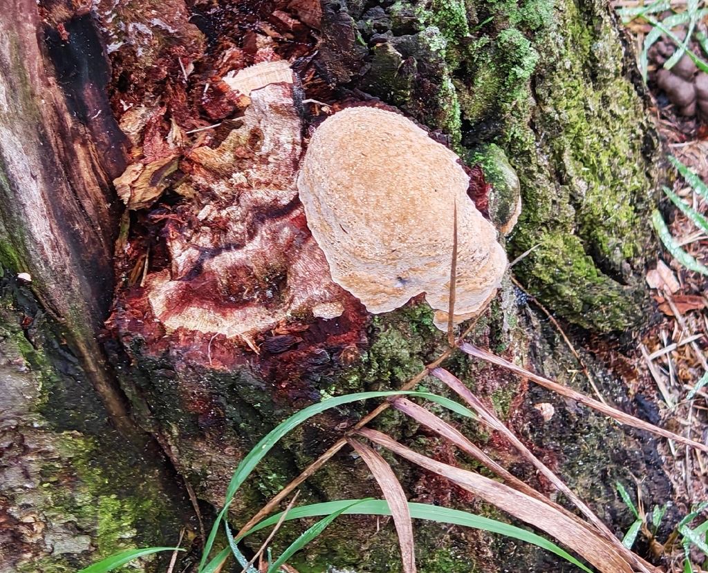 Phellinus pomaceus · November 2025 · photo: © p_andrey (iNaturalist, cc-by-nc)